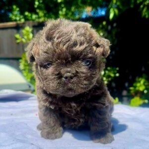perro cachorro Bulldog Francés floodle color blue en venta