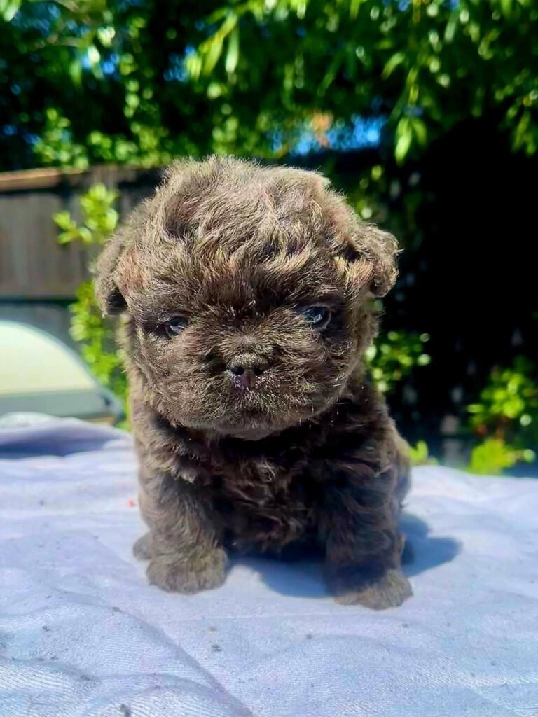 Cachorro Bulldog Francés Floodle blue