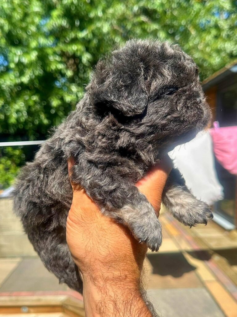 Cachorro Bulldog Francés Floodle blue and tan