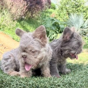Cachorros Bulldog Francés floodle sentados