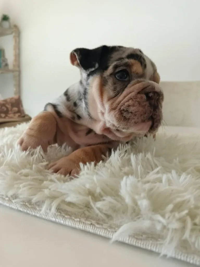 Cachorro Bulldog Inglés tricolor sobre un tapete blanco