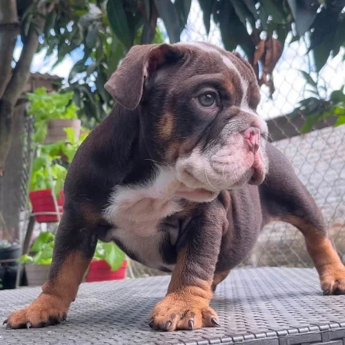Bulldog Ingles Chocolate tricolor
