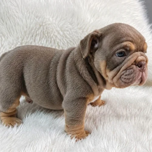 Bulldog Ingles Lilac and tan