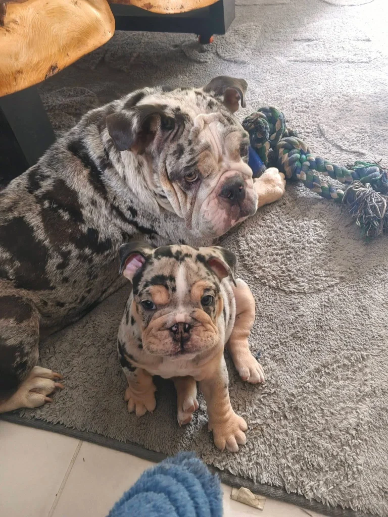 Bulldog Inglés cachorro y adulto juntos