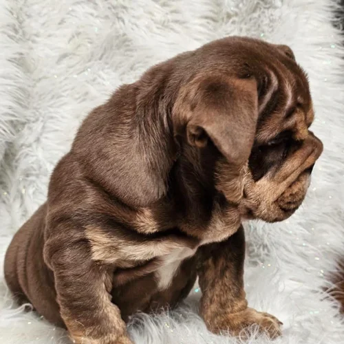 Bulldog Ingles chocolate