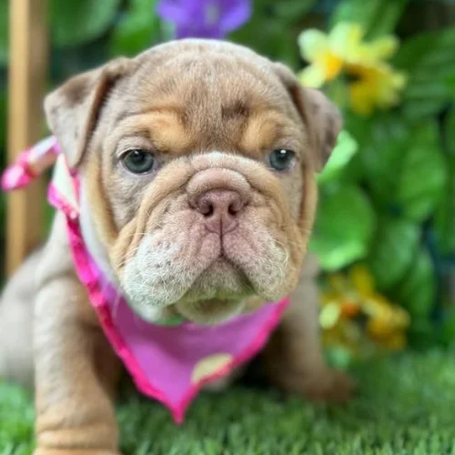 Bulldog ingles en venta